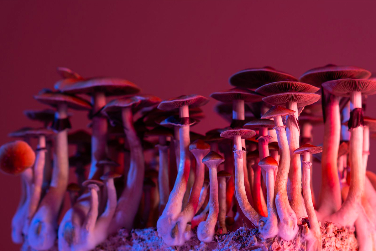 efectos drogas alucinógenas