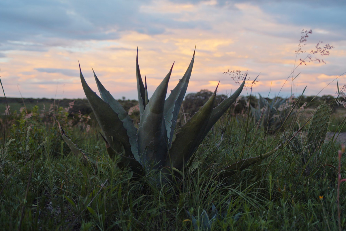 casa agave bar atzintli san miguel de allende